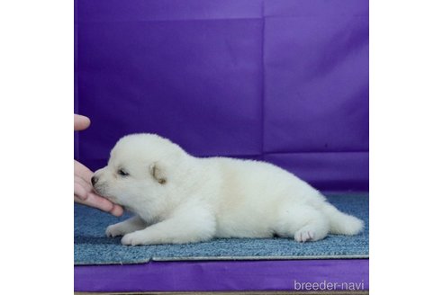 成約済の愛知県の柴犬-324018の3枚目